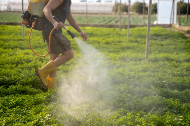 Best Pest Prevention Services  in White Settlement, TX