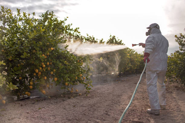 Best Pest Control Treatment  in White Settlement, TX
