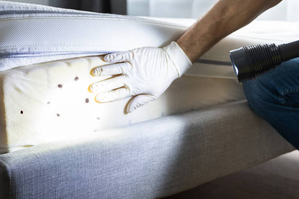 Best Pest Removal Services  in White Settlement, TX
