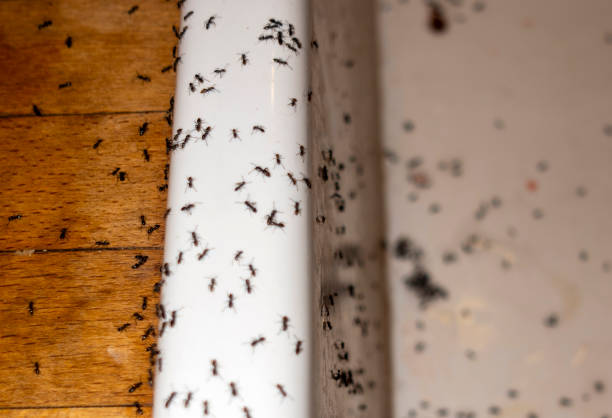 Best Flea Control Services  in White Settlement, TX