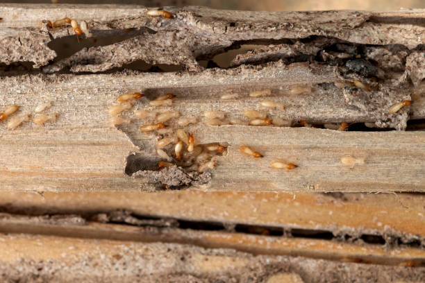 Best Best Pest Control Companies  in White Settlement, TX